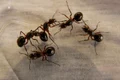 hans wood ant queens 3254 1280 jpg