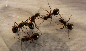 hans wood ant queens 3254 1280 jpg