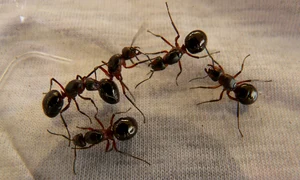 hans wood ant queens 3254 1280 jpg