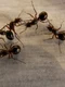 hans wood ant queens 3254 1280 jpg