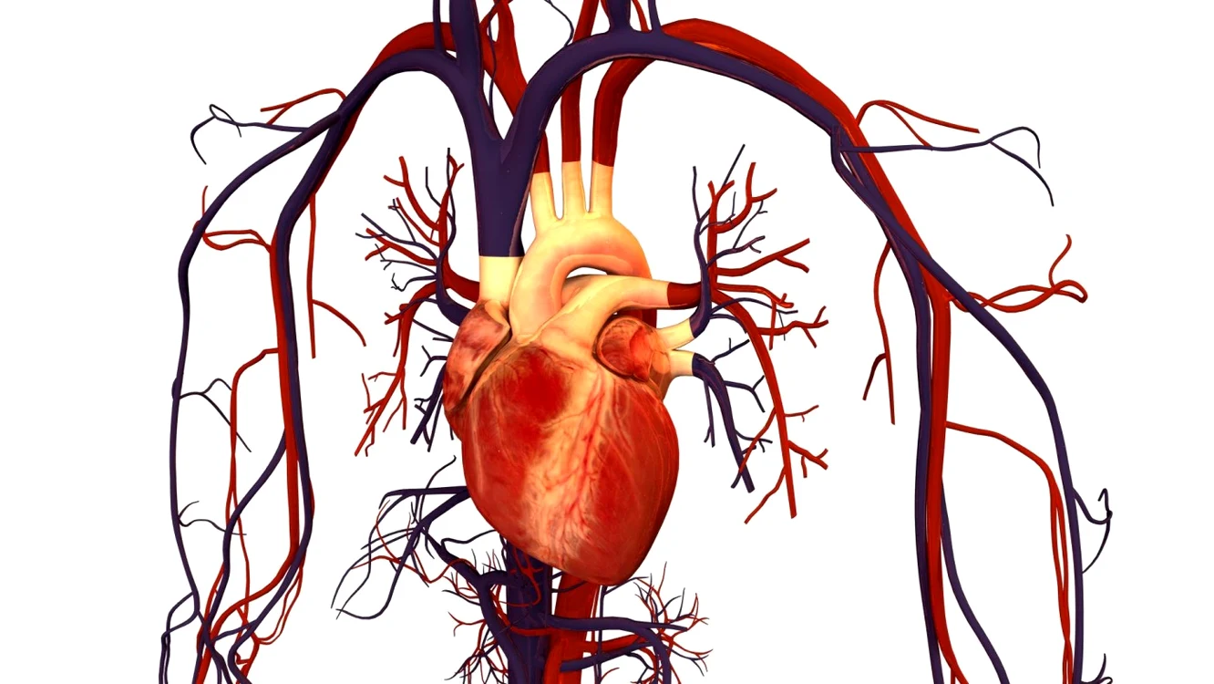 Vasele sanguine sunt afectate de obezitate FOTO: crismedical.ro
