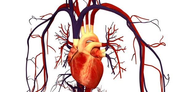 cati litri de sange are un om sistem circulator FOTO crismedical.ro