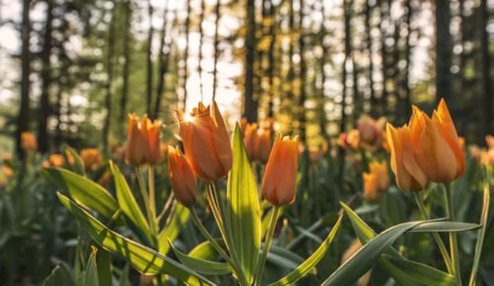 Vremea se răceşte din nou, temperaturile se vor apropia iar de zero grade pentru câteva zile.  FOTO: unsplash.com