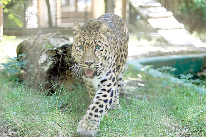 Unul dintre cele mai rare și periculoase animale poate fi admirat  acum la Zoo București. În toată lumea mai sunt doar 40 de exemplare