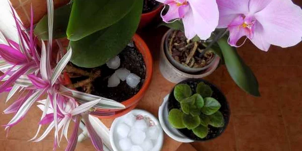 Gheaţa le face bine florilor cultivate la ghiveci FOTO Costel Crângan