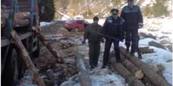 Polițiștii vor să ia urma hoților de lemne