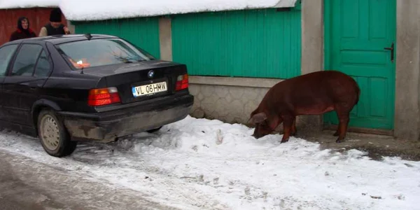 Se numără animalele ţăranilor