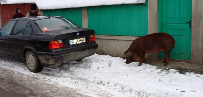 Se numără animalele ţăranilor