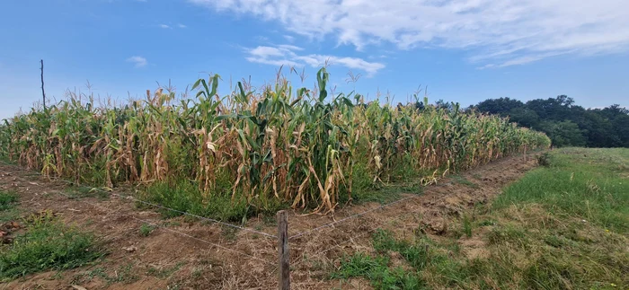 Plantațiile de porumbi din Gorj sunt atacate frecvent de mistreți Foto: Alin Ion