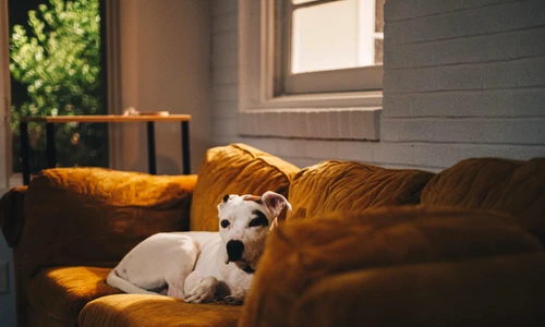 1 clickpentrufemei canapele hayes potter qtgodm3bgue unsplash jpg jpeg