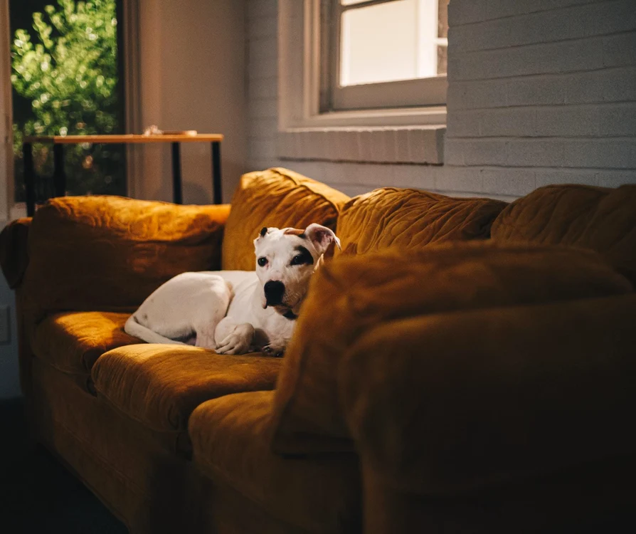 1 clickpentrufemei canapele hayes potter qtgodm3bgue unsplash jpg jpeg