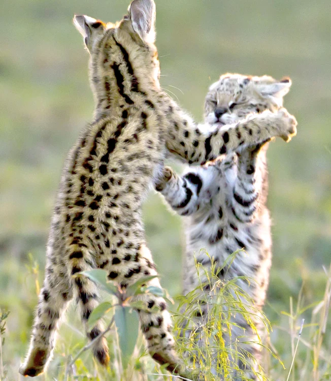 Taekwondo