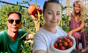 Banner Tomate