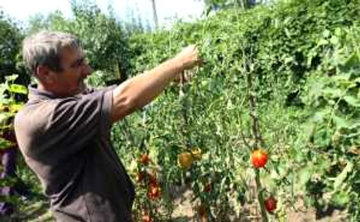 Producătorii îşi pot lua adio de la recolta de anul acesta