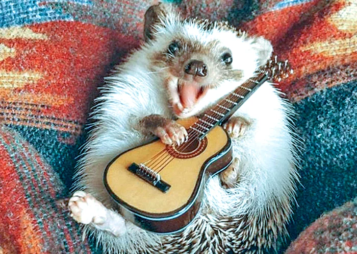 Să vă cânt o serenadă de la mine, de acasă...