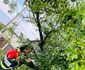 Copaci căzuți/FOTO: ISU Giurgiu