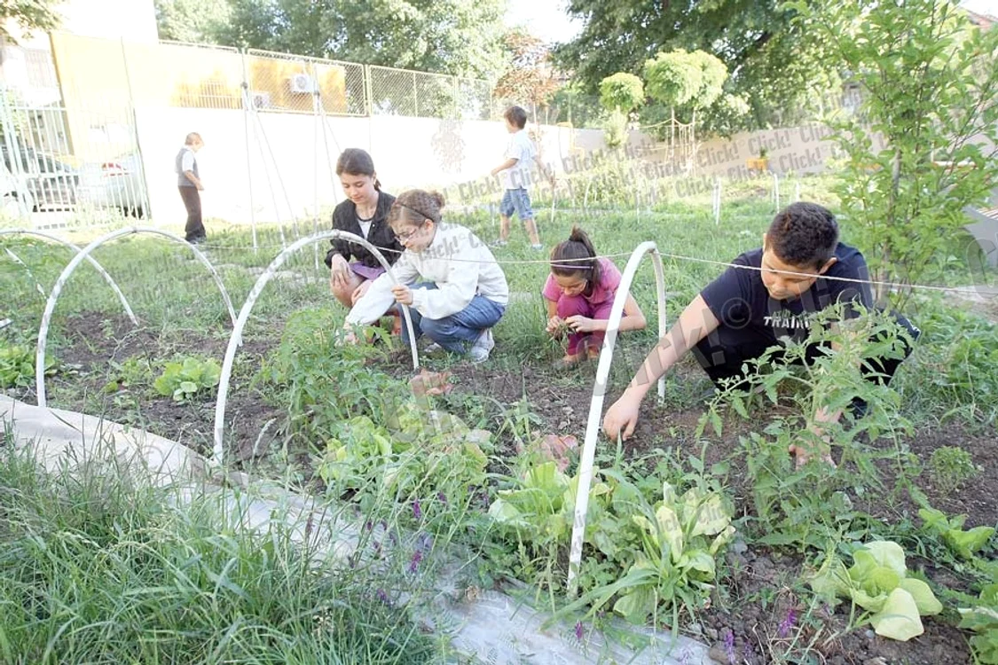 
    Copiii plivesc cu drag legumele  sădite cu mânuţele lor. Ei speră ca  peste două săptămâni să mănânce  primele roşii din grădina şcolii (Fotografii: Dan L. Brumar)  