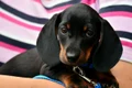 dachshund 1519374 1280 jpg