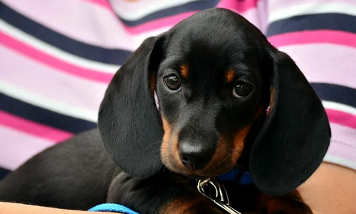 dachshund 1519374 1280 jpg