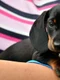 dachshund 1519374 1280 jpg