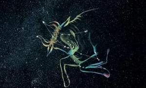 horoscop pana in 2050 jpeg