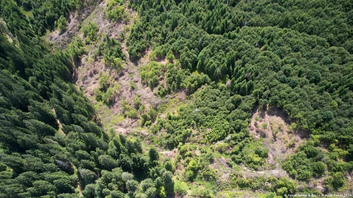 Păduri seculare în Penteleu, județul Buzău. Arie Natura 2000