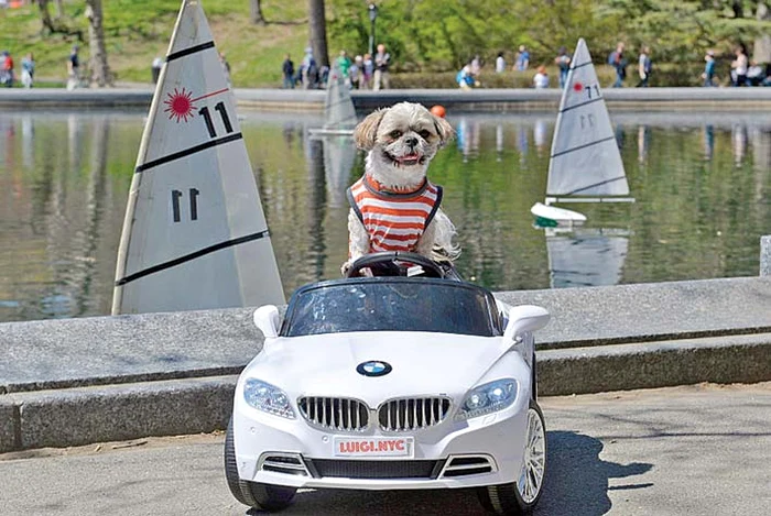 Căţeluşul nu lasă nici o clipă laba de pe volan