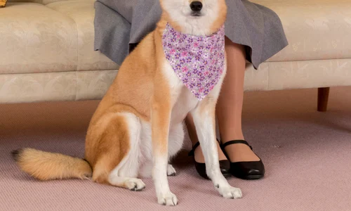 1 printesa japoniei profimedia 0399805264 jpg jpeg