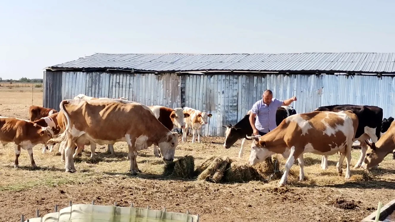 Fermierii din Olt au ajuns la capătul puterilor. Foto: adevarul.ro