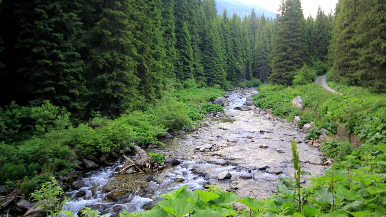 Pădure din Retezat. Foto: Daniel Guță. ADEVĂRUL