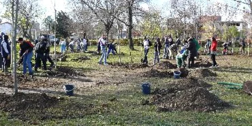 Bacău: Campanie de plantare de arbori și gard viu în oraș