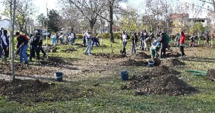 Bacău: Campanie de plantare de arbori și gard viu în oraș