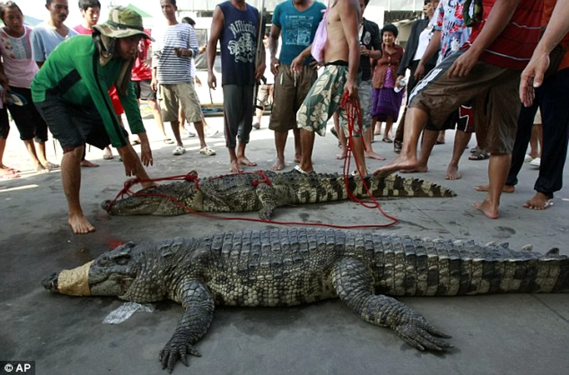 Crocodilii, un alt pericol adus de inundaţii 