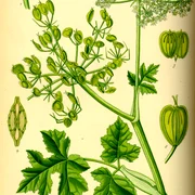 Illustration Heracleum sphondylium0 jpg