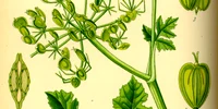 Illustration Heracleum sphondylium0 jpg