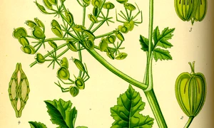 Illustration Heracleum sphondylium0 jpg