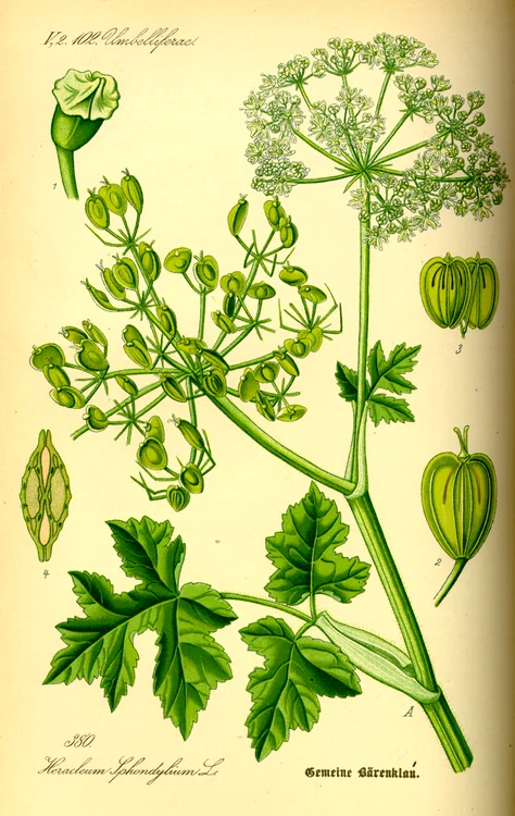O schiță a plantei silphium FOTO wikipedia