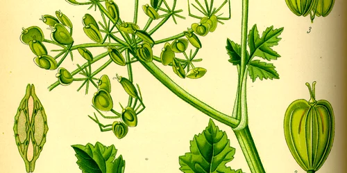 Illustration Heracleum sphondylium0 jpg