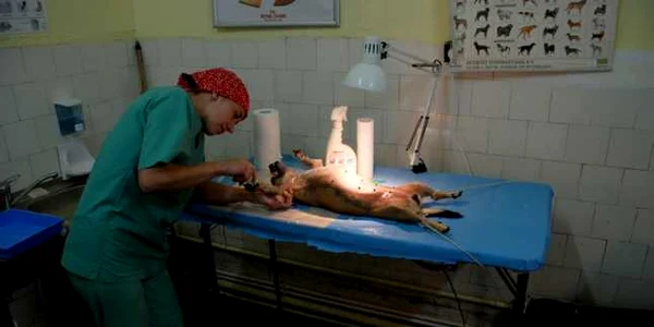 sterilizare