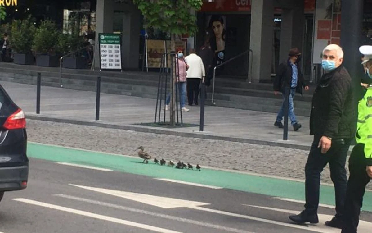 
    O familie de raţe a fost escortată de poliţişti prin centrul ClujuluiFoto: Facebook  