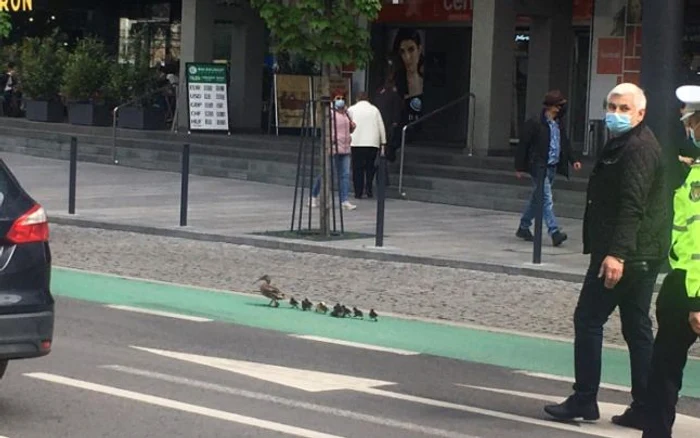 
    O familie de raţe a fost escortată de poliţişti prin centrul ClujuluiFoto: Facebook  