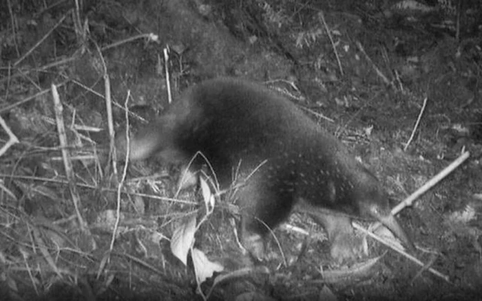 Echidna cu cioc lung a fost văzută ultima dată acum peste 60 de ani / foto: captura video