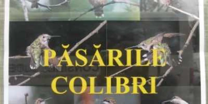 La Ştiinţele Naturii puteţi vedea păsările colibri