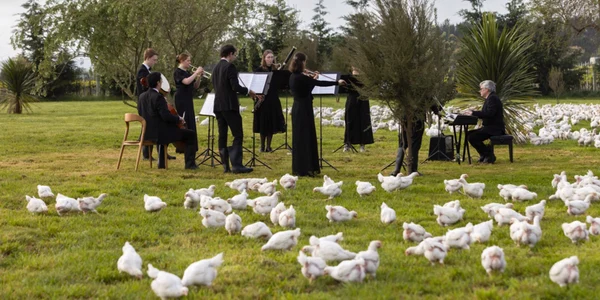 orchestra gaini captura video jpg
