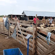 sacrificare oi si capre focar variola tufeni  (32) jpeg