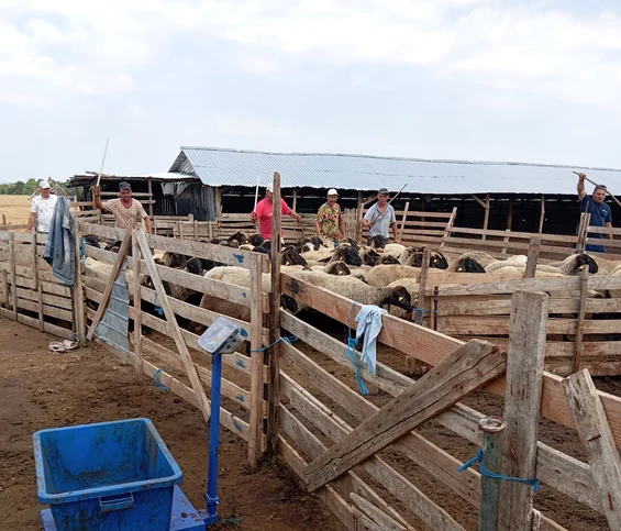 Crescătoriii de animale din Tufeni au pierdut sute de animale FOTO: arhiva crescători animale