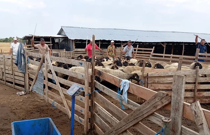 Peste 3.000 de animale au fost sacrificate în Tufeni și Crâmpoia FOTO: arhiva fermieri