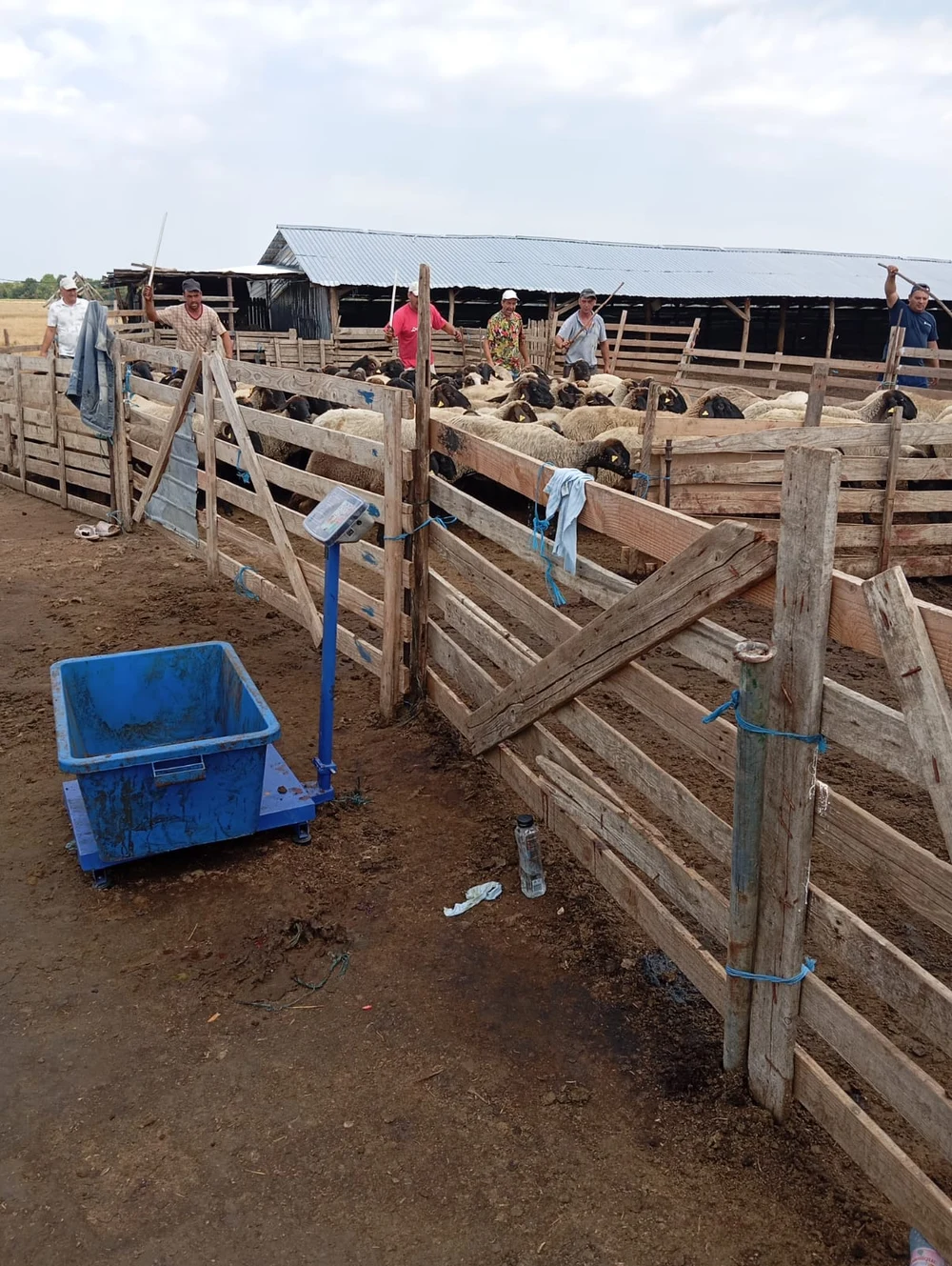 Disperare în Olt. Fermierii care au rămas și fără animale și fără despăgubiri vor să intre în greva foamei în fața ANSVSA