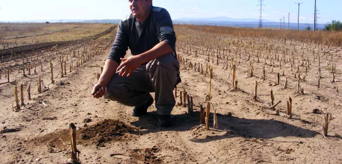 Nicolae Dobre spune că lubeniţele nu se mai pot cultiva din cauza lipsei sistemului de irigaţii. FOTO: Corina Macavei