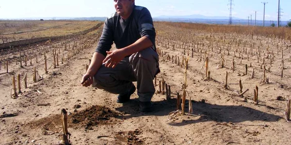 Nicolae Dobre spune că lubeniţele nu se mai pot cultiva din cauza lipsei sistemului de irigaţii. FOTO: Corina Macavei